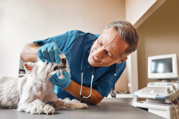 Best Emergency Gum Treatment in Perry, OH
